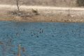 Ducks 2016-02-13